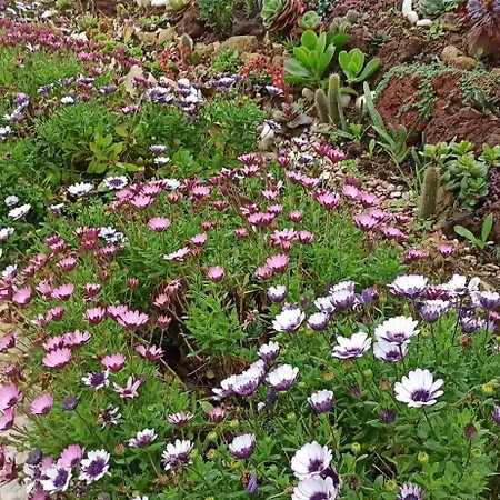 Casa Da Nogueira Alvorninha